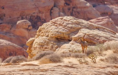 Kırmızı kaya kanyonunda boynuzlu koyun.