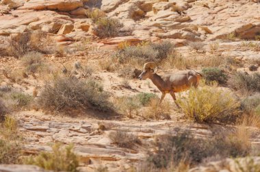 Kırmızı kaya kanyonunda boynuzlu koyun.
