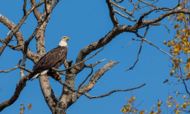 Ağaçtaki Amerikan kel kartalı 