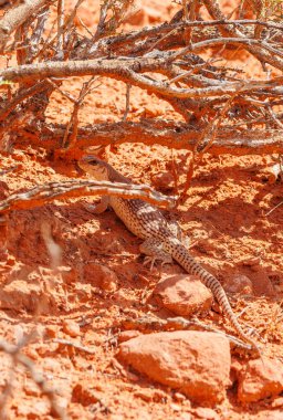 Kum üzerinde kırmızı kaya kertenkelesi 
