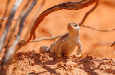 Kum üzerinde kırmızı kaya kertenkelesi 