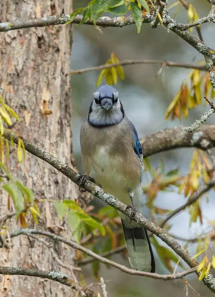 Close up of blue jay on tree branch