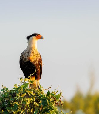 ibikli Caracara, Meksika Caracara doğa, vahşi yaşam ve hayvanlar üzerine