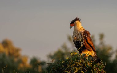 ibikli Caracara, günbatımında Meksikalı Caracara