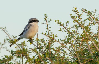 Kuzey Shrike, çalıların üzerine tünemiş.