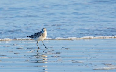 Kumsalda kum düdükçüsü (kum gülü lökosus)