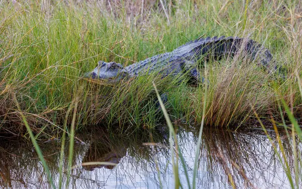 a alligator in the swamp