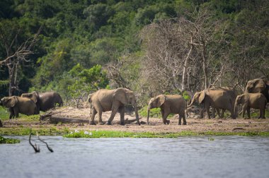 African bush elephants in Murchinson Falls National Park (Uganda), sunny day in May