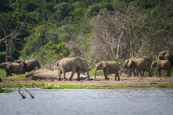 African Bush Elephants Murchinson Falls National Park Uganda Sunny Day — Stockfoto