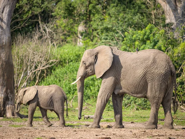 Африканские Слоны Национальном Парке Murchinson Falls National Park Уганда Солнечный — стоковое фото