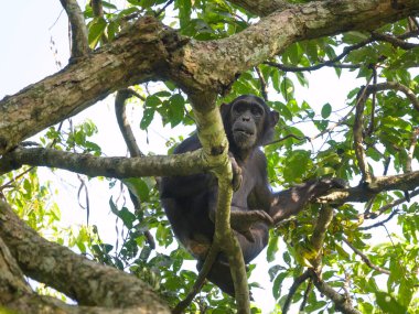 Uganda 'da bir ormanda ağaçta oturan bir şempanze.
