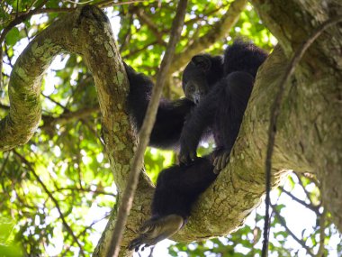 Uganda 'da bir ormanda ağaçta oturan bir şempanze.