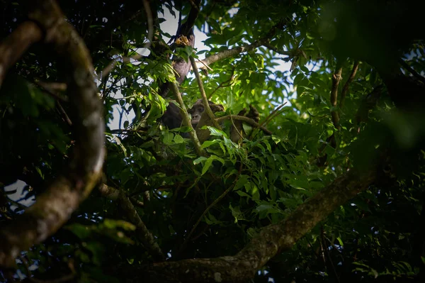 Chimpanzé Sentado Uma Árvore Uma Floresta Uganda — Fotografia de Stock