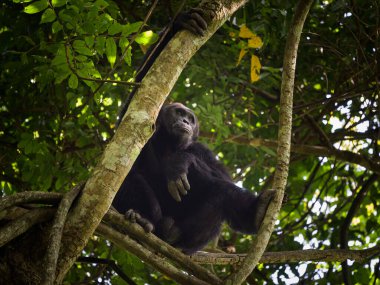 Uganda 'da bir ormanda ağaçta oturan bir şempanze.