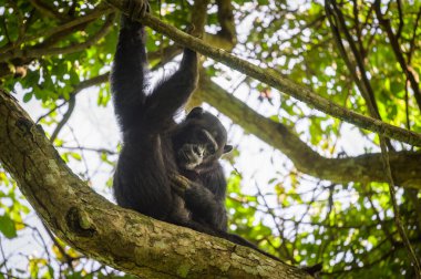 Uganda 'da bir ormanda ağaçta oturan bir şempanze.
