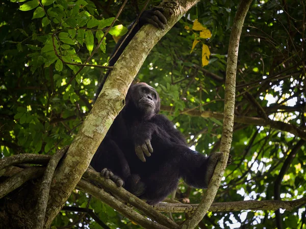 stock image A chimpanzee sitting on a tree in a forest in Uganda