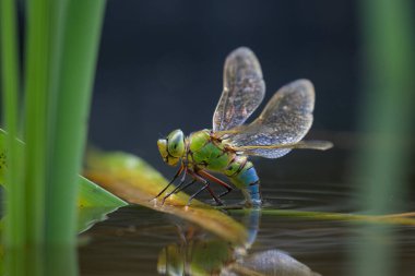 Bir imparator yusufçuk (Anax imperator), baharda güneşli bir gün olan Viyana 'da (Avusturya) suya yumurtalarını bırakır.)