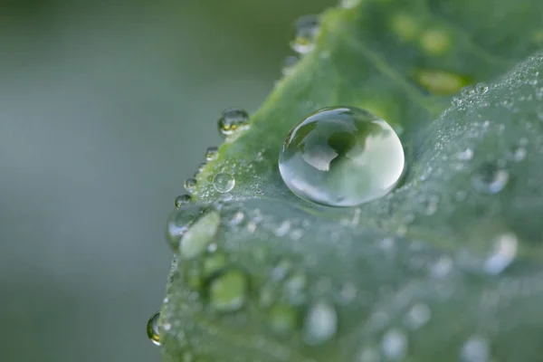 Closeup Various Water Drops Green Leaf — 图库照片