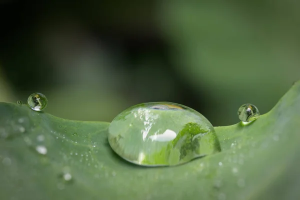 Closeup Various Water Drops Green Leaf — Photo