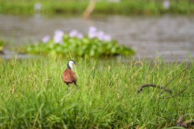 Mayıs ayında Murchinson Falls Ulusal Parkı 'nda (Uganda) güneşli bir günde, bir Afrikalı Jacana nehir kenarındaki çayırda yürüyor.)