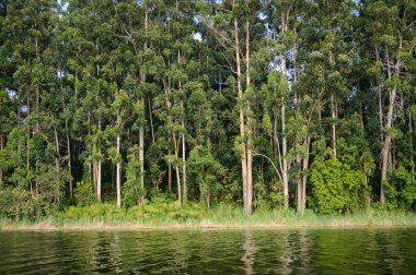 Lake Bunyonyi (Uganda) on a sunny day in June