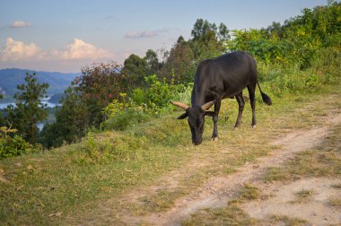 Bunyonyi Gölü (Uganda) yakınlarındaki bir yolda duran siyah bir inek, güneşli bir akşam