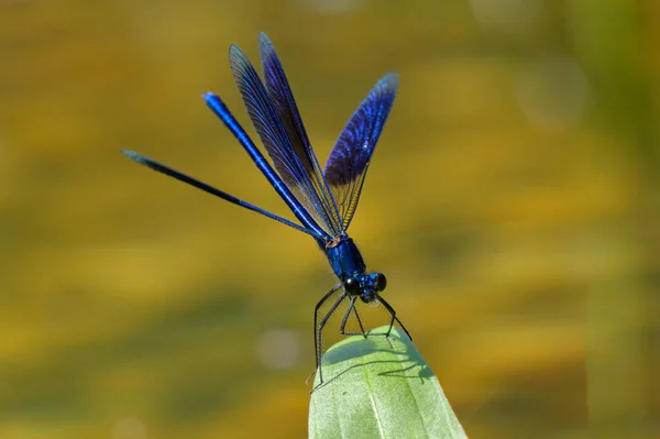 Uma Demoiselle Banhada Calopteryx Splendens Descansando Uma Planta Uma Lagoa — Fotografia de Stock