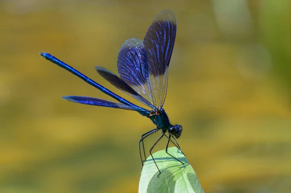 Bandad Demoiselle Calopteryx Splendens Vilar Växt Trädgårdsdamm Solig Dag Våren — Stockfoto