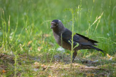 Batılı bir karga portresi Çayırda duruyor Yazın güneşli bir gün