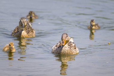 A female mallard with young ducklings on a small pond, sunny day in summer