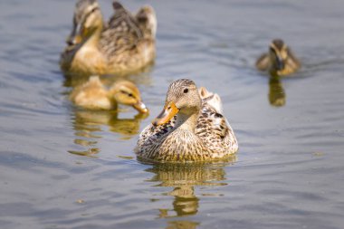 A female mallard with young ducklings on a small pond, sunny day in summer