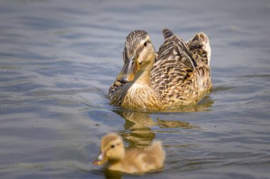 A female mallard with young ducklings on a small pond, sunny day in summer