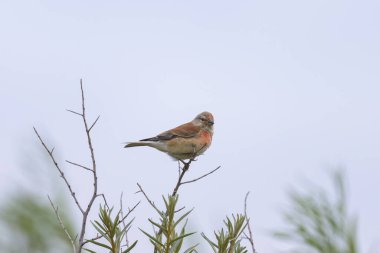 Kuzey Fransa 'da yazın bulutlu bir günde küçük bir dal üzerinde oturan bir erkek Linnet.