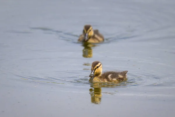 小池塘里的小鸭鸭 夏天阳光灿烂 — 图库照片