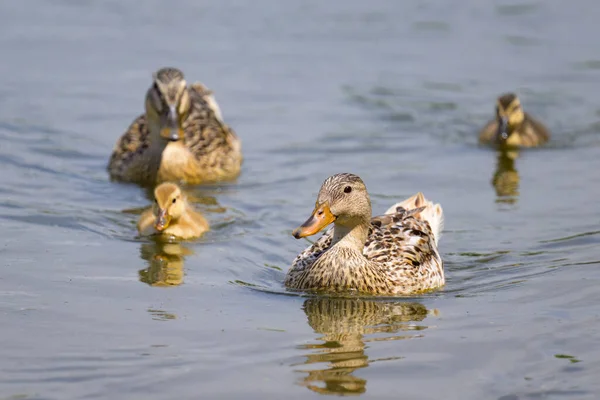 Female Mallard Young Ducklings Small Pond Sunny Day Summer — Fotografia de Stock