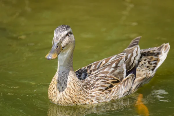 Female Mallard Young Ducklings Small Pond Sunny Day Summer — Photo
