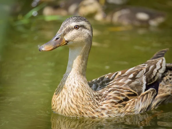 Female Mallard Young Ducklings Small Pond Sunny Day Summer — 图库照片