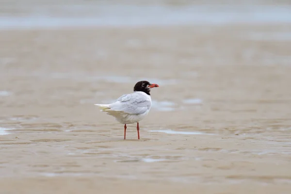 Mediterranean Gull Standing Beach Cloudy Day Summer Northern France — Stock Photo, Image