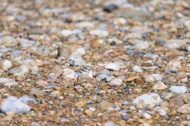 An immature Common Ringed Plover on a beach, sunny day in summer, France