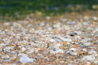 An immature Common Ringed Plover on a beach, sunny day in summer, France