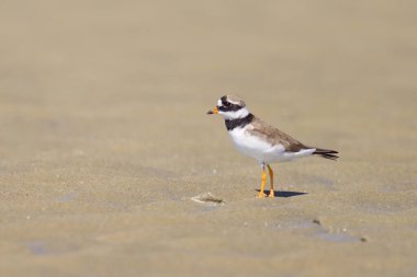 An adult Common Ringed Plover on a sandy beach, sunny day in summer, France