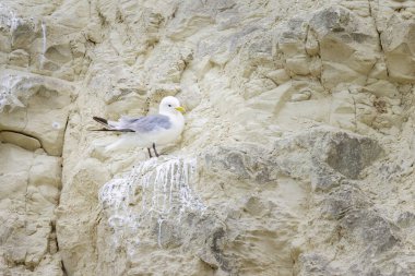 Kuzey Fransa 'da bir uçurumda dinlenen siyah bacaklı bir Kittiwake. Yazın bulutlu bir gün.