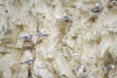 Siyah bacaklı Kittiwake 'ler Kuzey Fransa' da bir uçurumda yuvalarında, yazın bulutlu bir günde