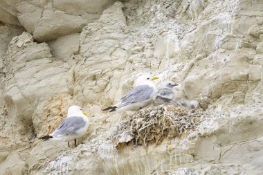 Siyah bacaklı Kittiwake 'ler Kuzey Fransa' da bir uçurumda yuvalarında, yazın bulutlu bir günde