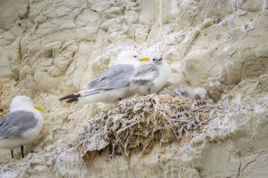 Siyah bacaklı Kittiwake 'ler Kuzey Fransa' da bir uçurumda yuvalarında, yazın bulutlu bir günde