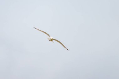 Kuzey Fransa 'da bir sahilde uçuşan siyah bacaklı bir Kittiwake, yazın bulutlu bir gün.