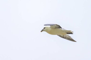 Kuzey Fransa 'da bir sahilde Kuzey Fulmar uçuyor, yazın bulutlu bir gün.