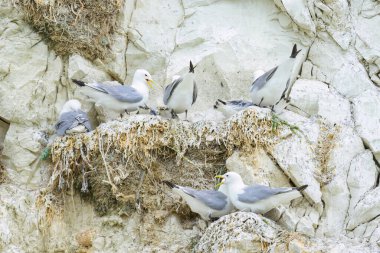 Siyah bacaklı Kittiwake 'ler Kuzey Fransa' da bir uçurumda yuvalarında, yazın bulutlu bir günde