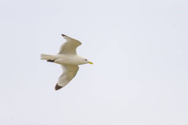 Kuzey Fransa 'da bir sahilde uçuşan siyah bacaklı bir Kittiwake, yazın bulutlu bir gün.