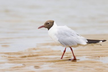 Siyah başlı bir martı (Chroicocephalus ridibundus) kumsalda yürüyor, yazın bulutlu bir gün, Fransa